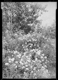 Wild roses, state park, perp.