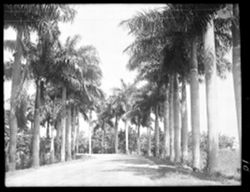 Royal palms, driveway to Hersey sugar mill, on way to Matanzas, horizontal