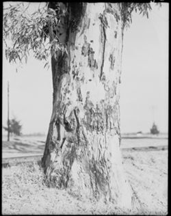 Eucalyptus tree trunk