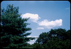 Summer sky Arboretum West.