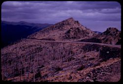 Desolation at 11,000 ft. elevation in Rocky Mtn. National Park. This forest burned many, many years ago.