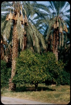 Date Palms and Oranges near Indio, Calif.