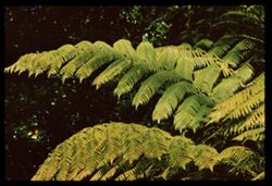 Giant fern  Strybing Arboretum