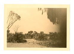 Land and trees, Kenya