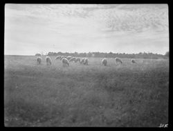 Sheep, Cliff region