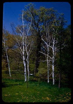 Tall oaks between white birches Arb. W.