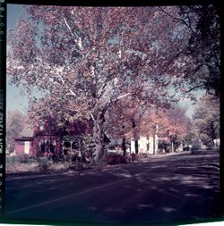 Road with red house and white house, autumn, from a distance, tree prominent in front