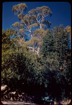 Tall eucalyptus above greenery in Franceschi Park, above Santa Barbara, Calif.
