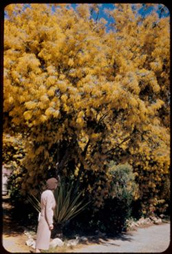 Jean looks at Mr. Van Horn's Acacia which is past its prime.  Foothill Road above Santa Barbara