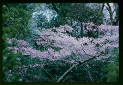 Japanese cherry blossoms Golden Gate Park