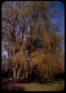 Big willows along left bank of Du Page. Arboretum