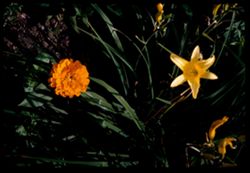 Orange Zinnea & yellow Day lily Jackson Pk.