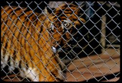 Felis Tigris Asia Fleishhacker Zoo