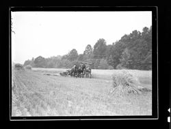 Another scene at Steele's wheat cutting