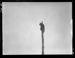 Lone coon up a pole