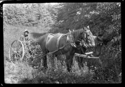 John Haggard and horses, resting in shade