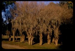 Small group of strange trees Audubon Park New Orleans