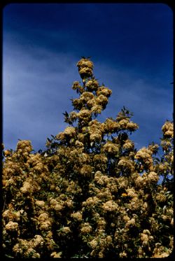 Olearia Agrophylla from Tasmania  Strybing Arboretum EK CL