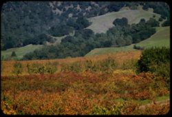 Vineyard below Sonoma county hills along Cal. 128 near Alexander Valley