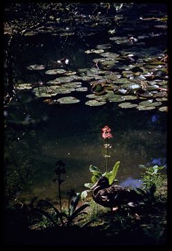 Chinese primrose Lily pond in Strybing Arboretum