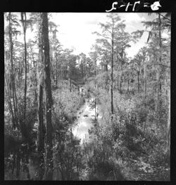 Okefenokee from trail walk