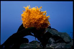 Rakish Van Gogh Sunflower Jackson Pk. Garden