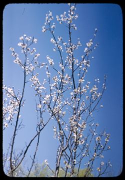 Prunus Armeniaca Mikado Arb. W.