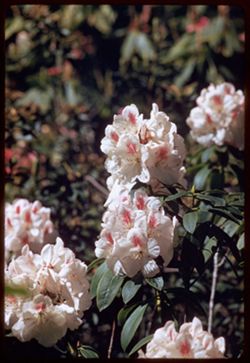 White rhododendron Strybing Arboretum Golden Gate Park