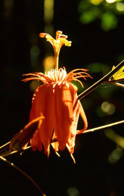Granadilla flower