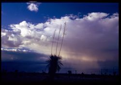 Afternoon sky 45 mi. east of Lordsburg, New Mexico Cushman