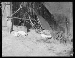 Cats at Doc Turner's