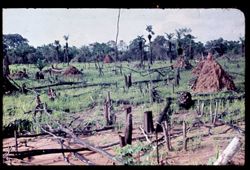Slash and burn upland rice farm