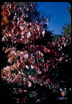 Flowering Dogwood in fall dress Cornus florida Arboretum W