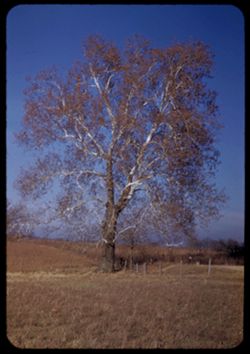Great Sycamore on the John F. Woods farm between Princeton and Owensville, Indiana Gibson Indiana