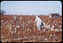 Cotton picking along US 67 in NE Texas near Cumby
