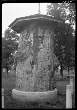 Stump of large sycamore tree, Worthington