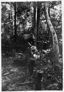 Young men at Tweh's farm