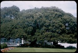 Santa Barbara's Maoreton Bay Fig. World's largest Planted 1877 - Spread of branches: 135 ft.
