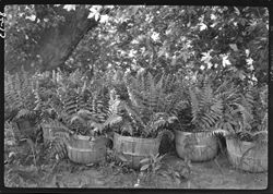 Ferns in baskets, Salt Creek