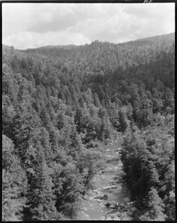 Mountain scene, stream in center, North Carolina (orig. neg.)