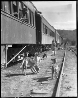 Dogs cleaning up food at railroad, perp