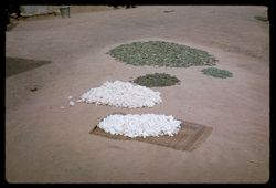 Cotton and tobacco in Korwahun