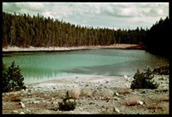 G-41= Nuphar Lake Yellowstone Park Cushman