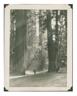 Man standing in Redwood Forrest