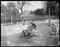 Goats in Chapultapec Zoo