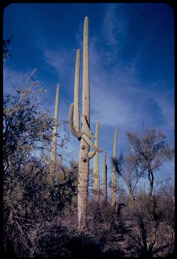 Very tall Sahuaros in Organ Pipe Cactus National Monument
