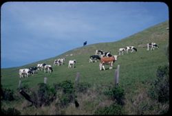 Cows on side of hill near Pescadero San Mateo county