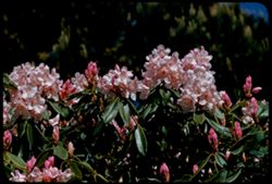 Rhododendron Golden Gate Park