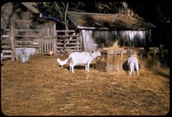 Goats at Clayton  Contra Costa county