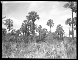Palm trees along Pan American highway